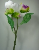 DSC03063_1.JPG